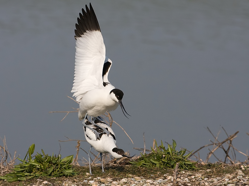 Recurvirostra avosetta Kluut Avocet